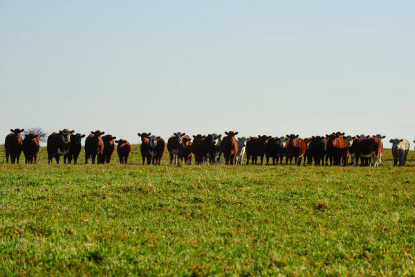 Countryside landscape with cows grazing, La Pampa, Argentina