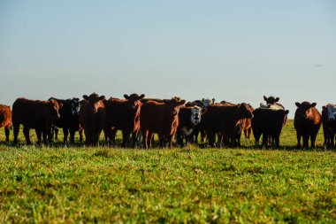 Countryside landscape with cows grazing, La Pampa, Argentina