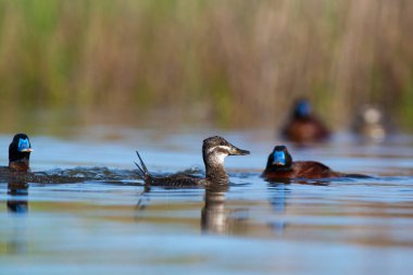 Lake Duck in Pampas Lagoon environment, La Pampa Province, Patagonia , Argentina.