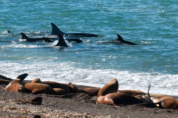 Orca Family Hunting Sea Lions Paragonian Coast Patagonia Argentina — 图库照片