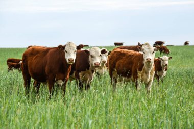 Pampas kırsalında doğal çayırlarda sığır yetiştirme, La Pampa Eyaleti, Patagonya, Arjantin.