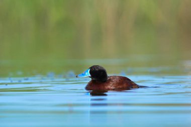 Lake Duck in Pampas Lagoon environment, La Pampa Province, Patagonia , Argentina.