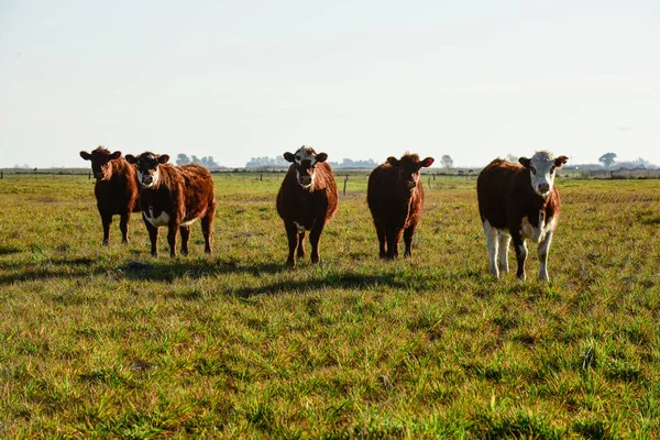 Countryside landscape with cows grazing, La Pampa, Argentina