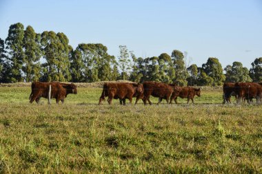 Countryside landscape with cows grazing, La Pampa, Argentina