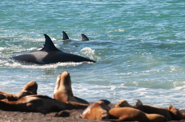 Orca Family Hunting Sea Lions Paragonian Coast Patagonia Argentina — Stockfoto