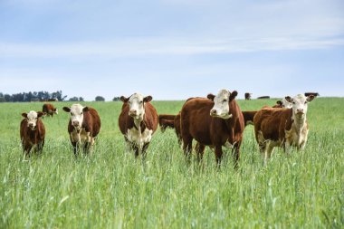 Pampas kırsalında doğal çayırlarda sığır yetiştirme, La Pampa Eyaleti, Patagonya, Arjantin.