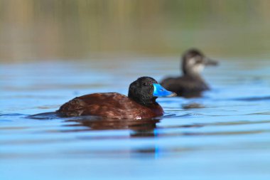 Lake Duck in Pampas Lagoon environment, La Pampa Province, Patagonia , Argentina.