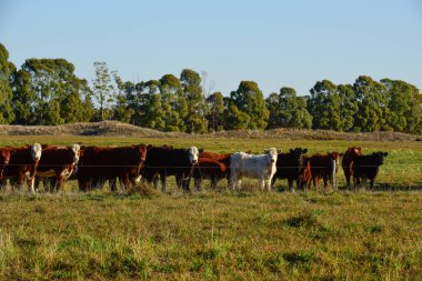 Countryside landscape with cows grazing, La Pampa, Argentina