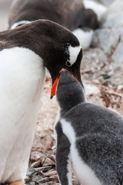 Gentoo Penguin Beach Feeding His Chick Port Lockroy Goudier Island — Fotografia de Stock