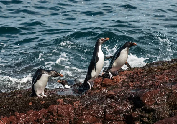 Rockhopper Penguin Penguin Island Puerto Deseado Província Santa Cruz Patagônia — Fotografia de Stock