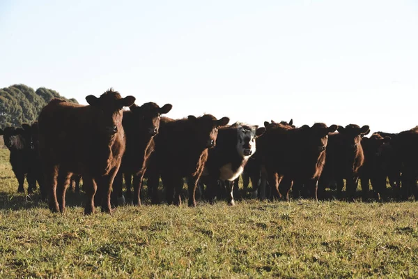 Εξοχή Τοπίο Αγελάδες Βόσκησης Pampa Αργεντινή — Φωτογραφία Αρχείου
