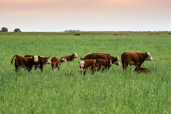 Allevamento Bovini Con Pascoli Naturali Nella Campagna Pampas Provincia Pampa — Foto Stock