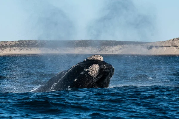 Respirazione Balene Franche Sohutern Peninsula Valdes Patrimonio Dell Umanità Unesco — Foto Stock