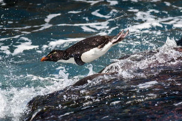 Rockhopper Penguin Penguin Island Puerto Deseado Provincia Santa Cruz Patagonia — Foto Stock