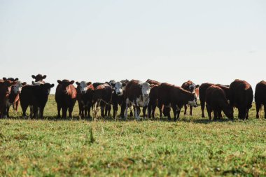 Countryside landscape with cows grazing, La Pampa, Argentina