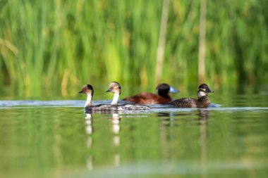 Lake Duck in Pampas Lagoon environment, La Pampa Province, Patagonia , Argentina.