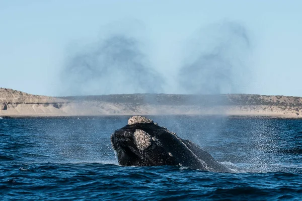Sohutern right whale whale breathing, Peninsula Valdes, Unesco World Heritage Site, Chubut Province, Patagonia,Argentina