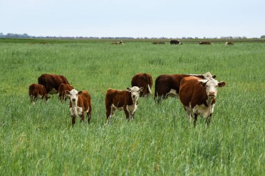 Pampas kırsalında doğal çayırlarda sığır yetiştirme, La Pampa Eyaleti, Patagonya, Arjantin.