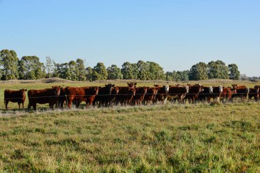 Countryside landscape with cows grazing, La Pampa, Argentina