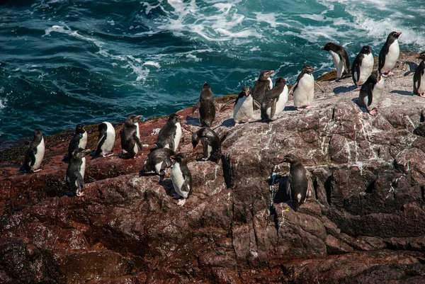 Rockhopper Penguin Penguin Island Puerto Deseado Provincia Santa Cruz Patagonia — Foto Stock
