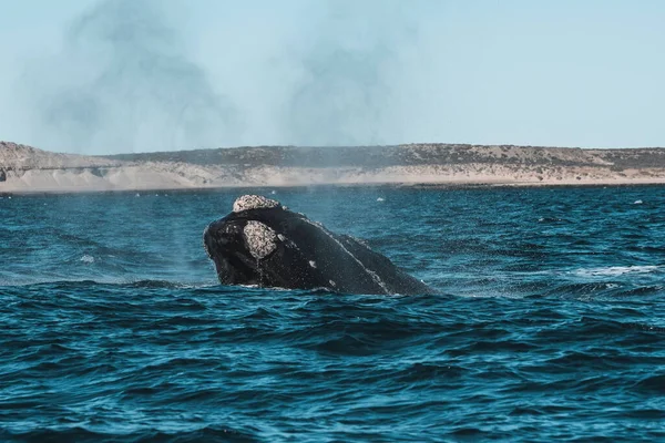 Sohutern right whale whale breathing, Peninsula Valdes, Unesco World Heritage Site, Chubut Province, Patagonia,Argentina