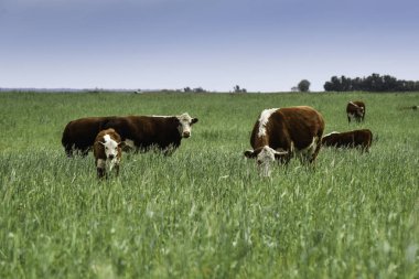Pampas kırsalında doğal çayırlarda sığır yetiştirme, La Pampa Eyaleti, Patagonya, Arjantin.