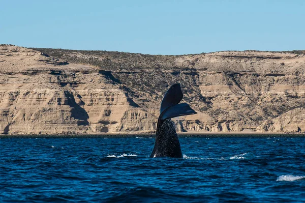 Sohutern Right Whale Lob Tailing Endangered Species Peninsula Valdes Patagonia — Photo