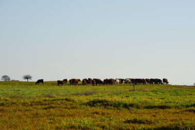 Countryside landscape with cows grazing, La Pampa, Argentina