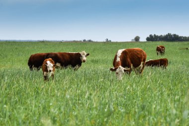 Pampas kırsalında doğal çayırlarda sığır yetiştirme, La Pampa Eyaleti, Patagonya, Arjantin.
