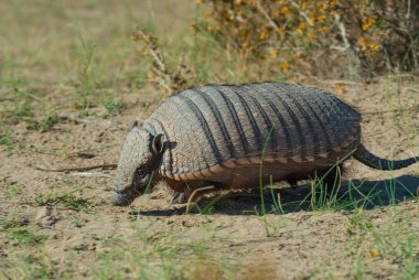 Kıllı Armadillo, çöl ortamında, Yarımada Valdes, Patago