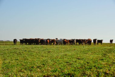 Countryside landscape with cows grazing, La Pampa, Argentina