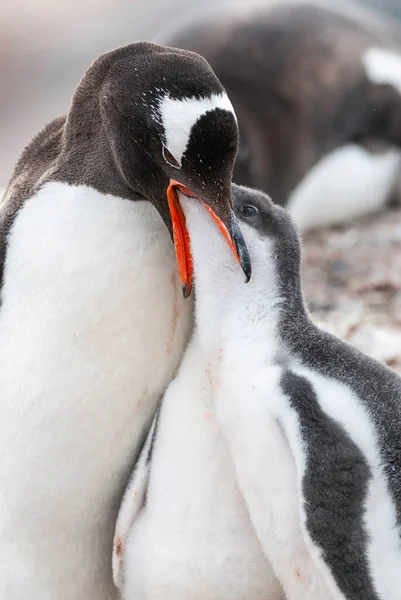 Gentoo Penguin Beach Feeding His Chick Port Lockroy Goudier Island — Photo