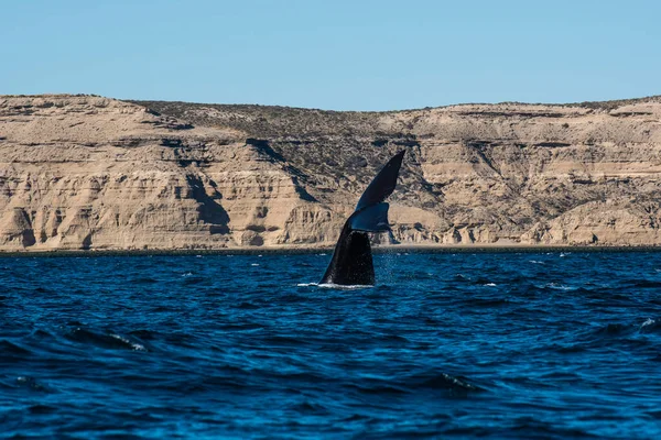 Sofutern Right Whale Lob Tailing Απειλούμενα Είδη Peninsula Valdes Παταγονία — Φωτογραφία Αρχείου