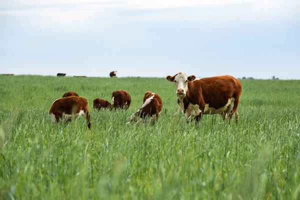 Rinderzucht Auf Natürlichem Weideland Der Landschaft Der Pampa Provinz Pampa — Stockfoto