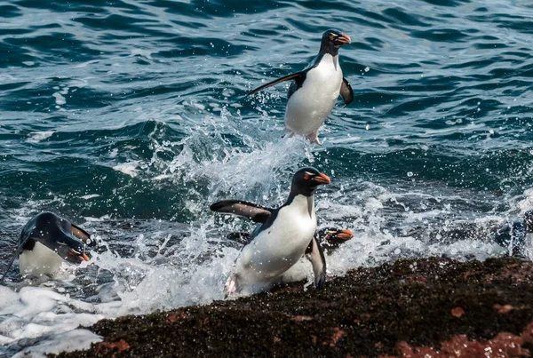 ロッホッパーペンギン ペンギン島 プエルトデセアド サンタクルーズ県 パタゴニアアルゼンチン — ストック写真