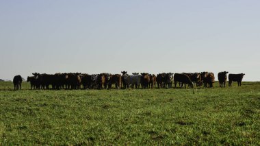 Countryside landscape with cows grazing, La Pampa, Argentina