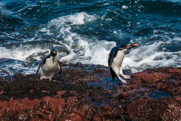 Rockhopper Penguin Penguin Island Puerto Deseado Provinsen Santa Cruz Patagonien — Stockfoto