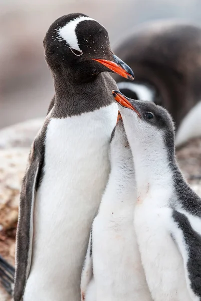 Gentoo Penguin Beach Feeding His Chick Port Lockroy Goudier Island Stock Picture