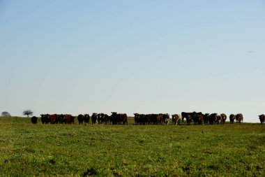 Countryside landscape with cows grazing, La Pampa, Argentina
