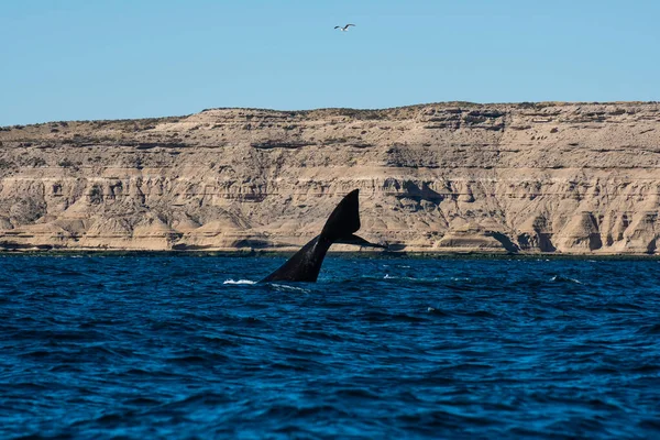 Sohutern Right Whale Lob Tailing Endangered Species Peninsula Valdes Patagonia — Photo