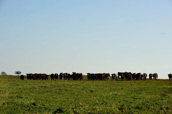 Краєвид Коровами Пампа Аргентина — стокове фото