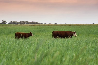 Pampas kırsalında doğal çayırlarda sığır yetiştirme, La Pampa Eyaleti, Patagonya, Arjantin.