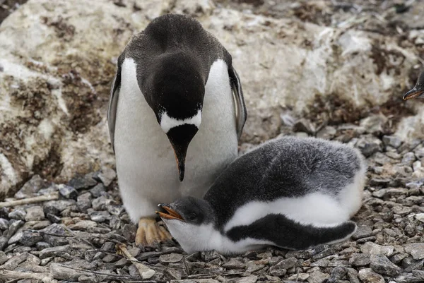 Gentoo Penguin Beach Feeding His Chick Port Lockroy Goudier Island — Fotografia de Stock