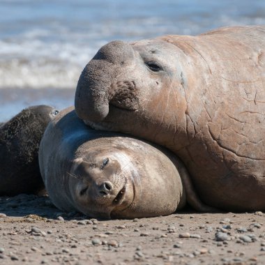 Fil fok ailesi, Yarımada Valdes, Patagonya, Arjantin