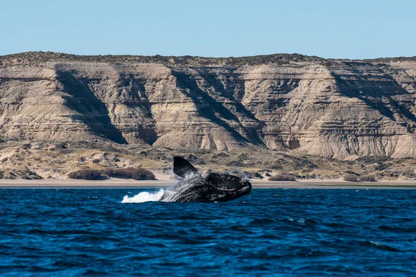 Baleine Noire Sautant Péninsule Valdes Patagonie Argentine — Photo