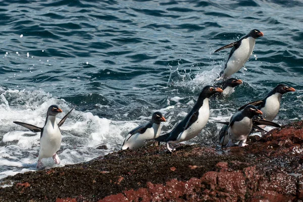 Rockhopper Penguin Penguin Island Puerto Deseado Santa Cruz Province Patagonia — стокове фото