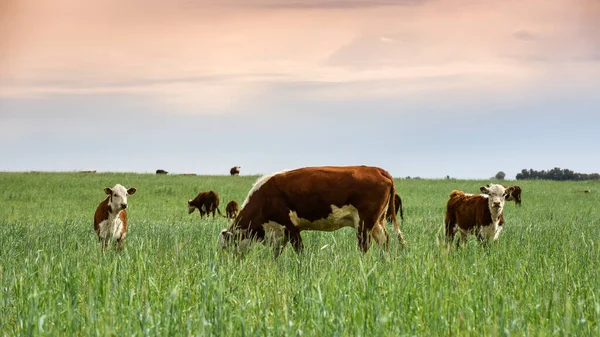 Szarvasmarha Tenyésztés Természetes Legelőkkel Pampas Vidéken Pampa Tartomány Patagónia Argentína — Stock Fotó