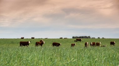 Pampas kırsalında doğal çayırlarda sığır yetiştirme, La Pampa Eyaleti, Patagonya, Arjantin.
