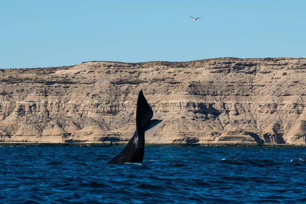 Sohutern Coda Balena Franca Specie Minacciate Peninsula Valdes Patagonia Argentina — Foto Stock