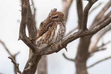 Ferruginous Pygme baykuşu, Glaucidium brasilianum, Calden Ormanı, La Pampa Eyaleti, Patagonya, Arjantin.